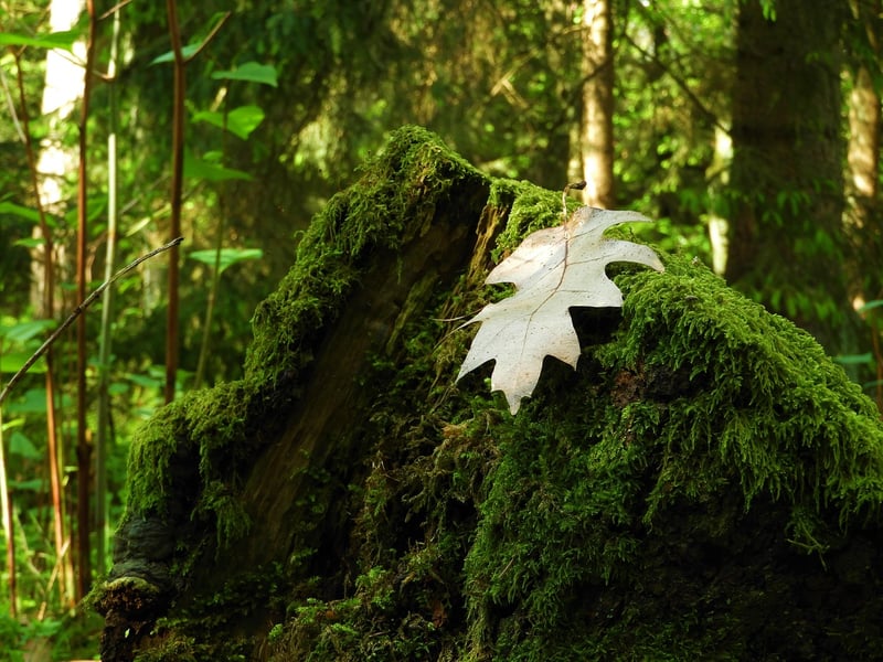 Moss-covered Altars