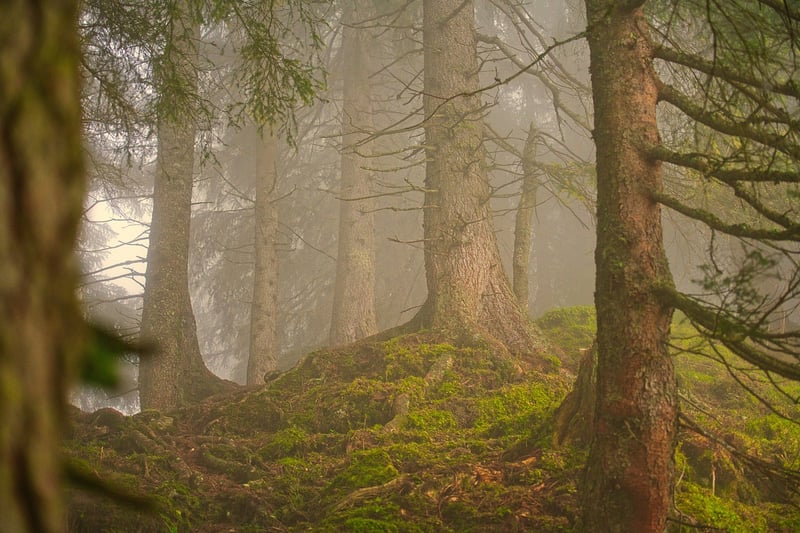 Woodland Cuisine